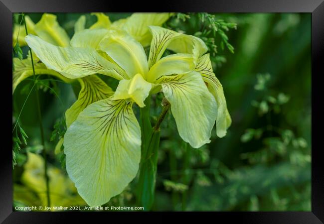 Yellow flag Iris Framed Print by Joy Walker