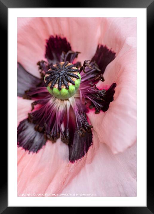 Single pink garden poppy Framed Mounted Print by Joy Walker