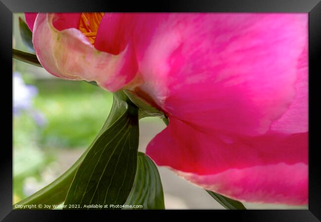 Close-up detail of a cerise peony Framed Print by Joy Walker