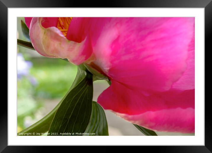 Close-up detail of a cerise peony Framed Mounted Print by Joy Walker