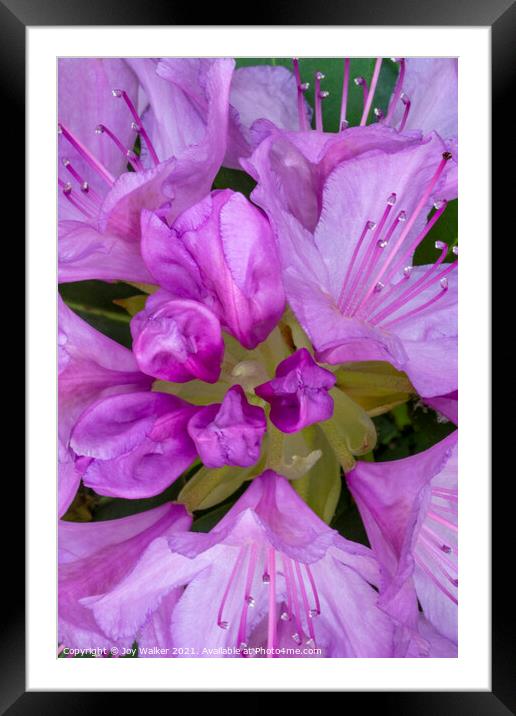 Rhododendron flower Framed Mounted Print by Joy Walker