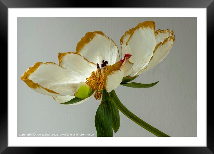 A single beautiful Peony flower as it dies and fades Framed Mounted Print by Joy Walker