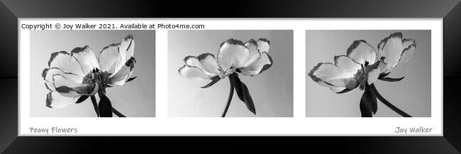 Peony flower triptych Framed Print by Joy Walker