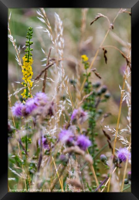 Wild yellow Agrimony flower spikes  Framed Print by Joy Walker