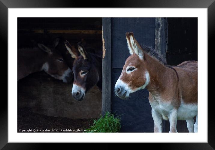 Three donkey friends Framed Mounted Print by Joy Walker