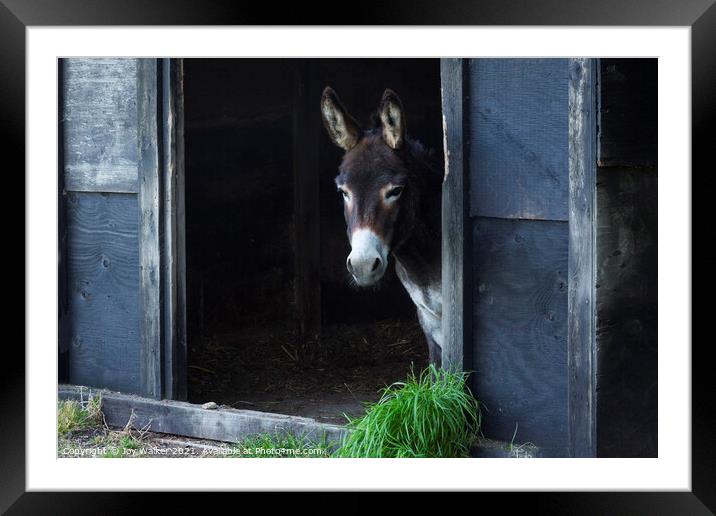 A donkey looking out of his stable Framed Mounted Print by Joy Walker