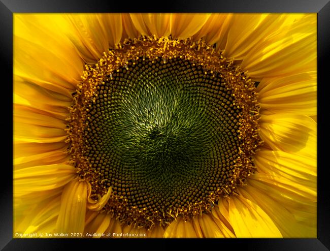A close-up of a sunflower face Framed Print by Joy Walker