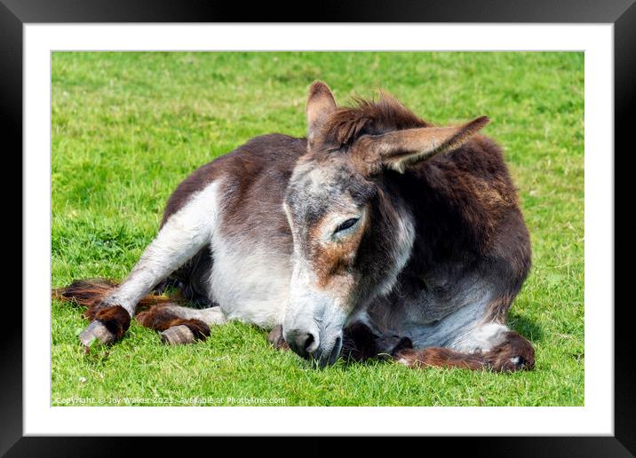 An old donkey lying down and taking it easy in the sunshine Framed Mounted Print by Joy Walker
