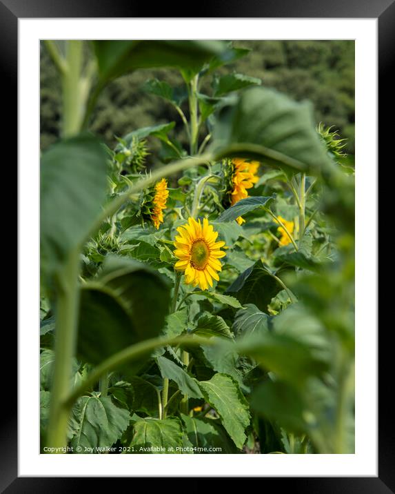 A sunflower growing in a field Framed Mounted Print by Joy Walker
