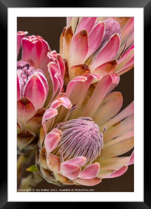 Three Protea flowers Framed Mounted Print by Joy Walker