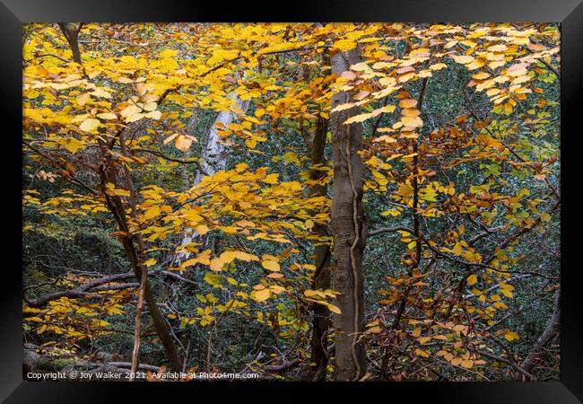 Autumn Beech leaves, Burnham woods, Buckinghamshir Framed Print by Joy Walker