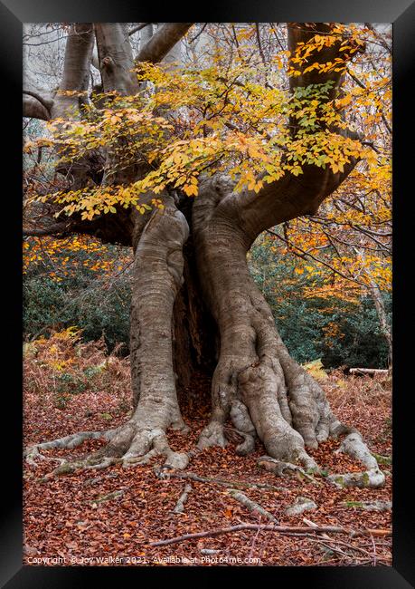 An old hollow Beech tree, Burnham Beeches, UK Framed Print by Joy Walker