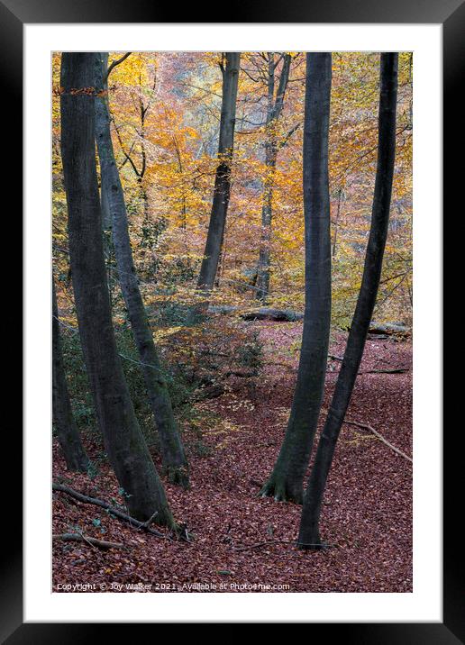 Young Beech tree trunks in a woodland setting, Burnham Beeches, UK Framed Mounted Print by Joy Walker