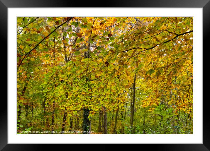 Beautiful autumn leaves  Framed Mounted Print by Joy Walker
