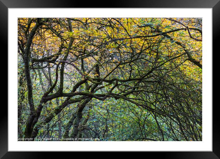 A tangled group of arching branches Framed Mounted Print by Joy Walker