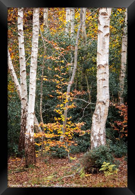A group of silver birch trees, Burnham woods, Buck Framed Print by Joy Walker