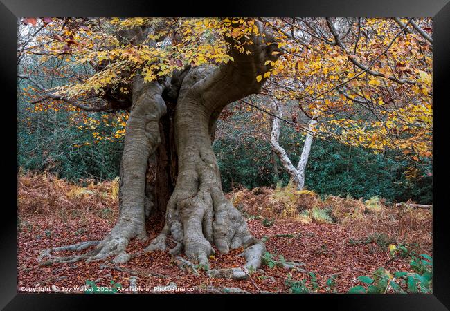 Old beech tree Framed Print by Joy Walker