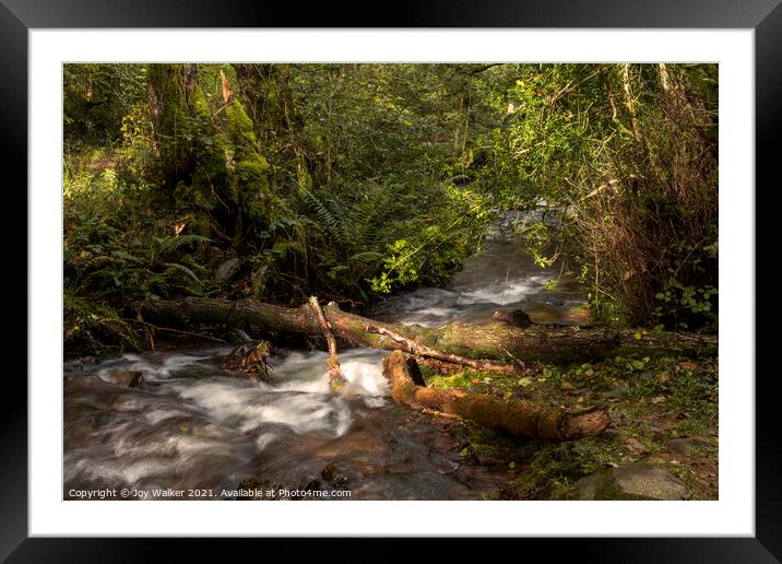 A small river in a woodland with the sunlight on the water Framed Mounted Print by Joy Walker