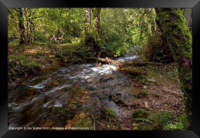 A small river in a woodland with the sunlight on the water Framed Print by Joy Walker