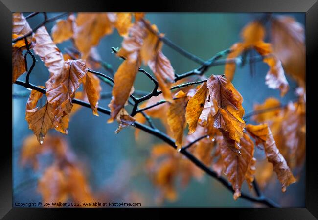 Beech leaves in the Autumn rain Framed Print by Joy Walker