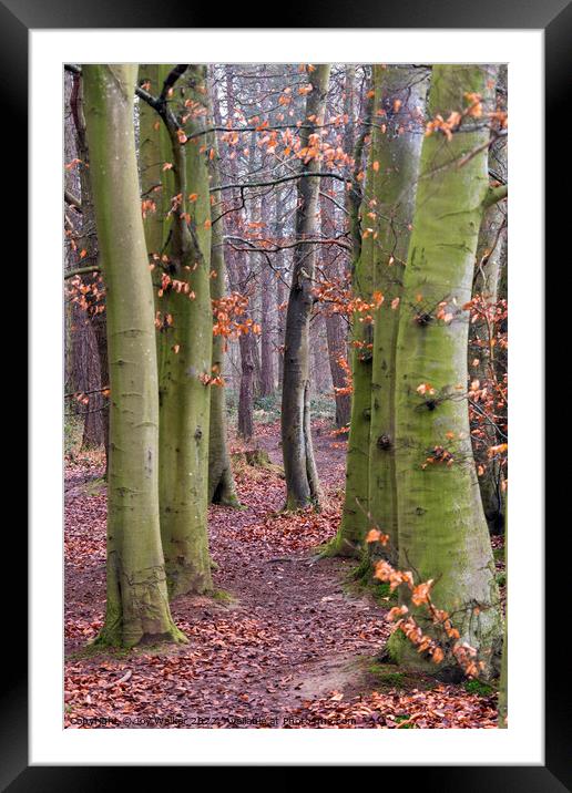Beech trees in a woodland scene Framed Mounted Print by Joy Walker