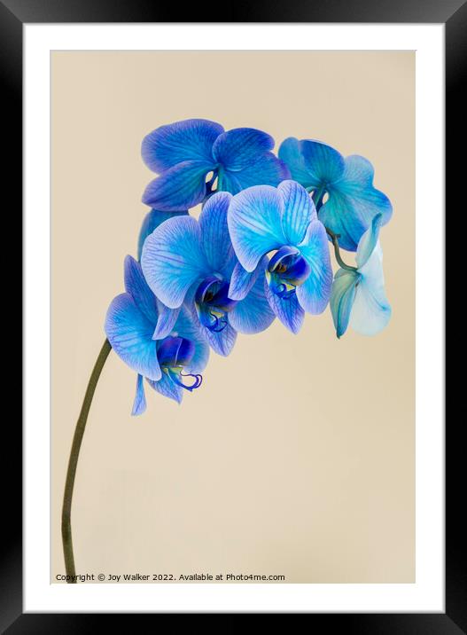 A single bloom stem of a blue colored orchid Framed Mounted Print by Joy Walker