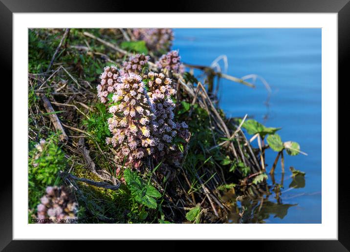 Butterbur flowers Framed Mounted Print by Joy Walker