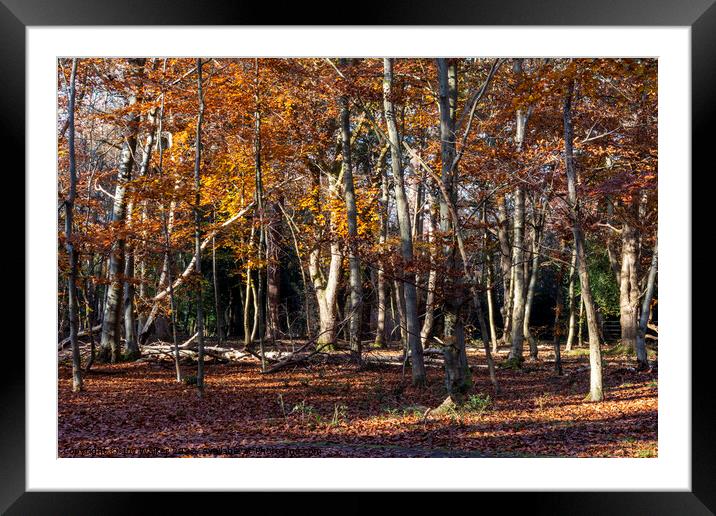 Trees in their Autumn colors Framed Mounted Print by Joy Walker