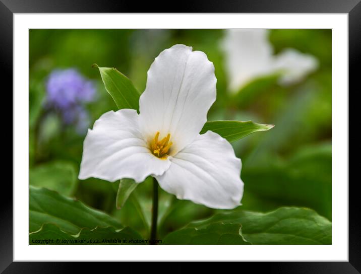 A single White Trillium grandiflorum flower Framed Mounted Print by Joy Walker