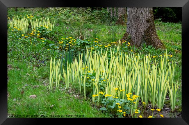 Marsh marigold flowers and variegated Iris leaves Framed Print by Joy Walker