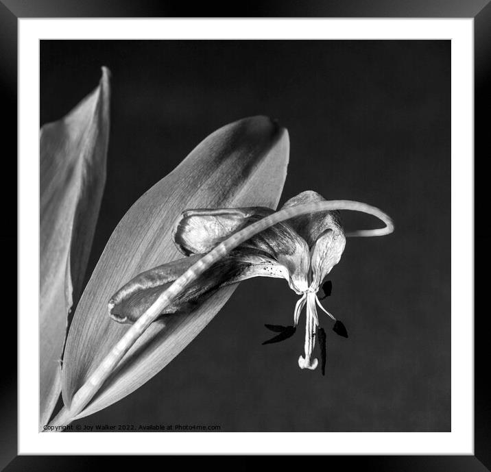 Fading Tulip  Framed Mounted Print by Joy Walker