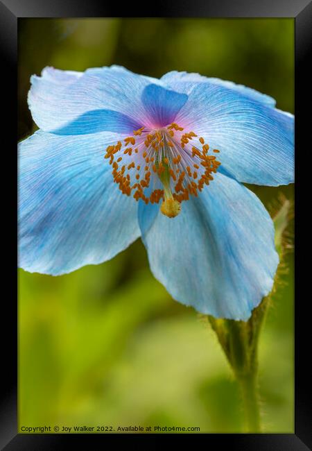 Blue poppy flower head Framed Print by Joy Walker