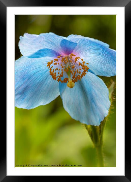 Blue poppy flower head Framed Mounted Print by Joy Walker