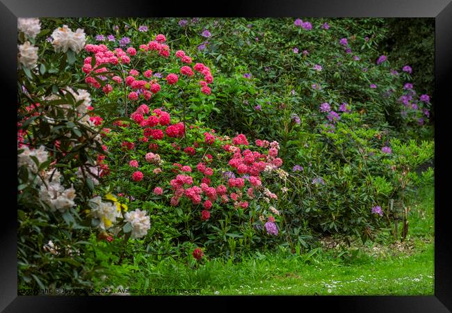 Rhododendron shrubs in full flower Framed Print by Joy Walker