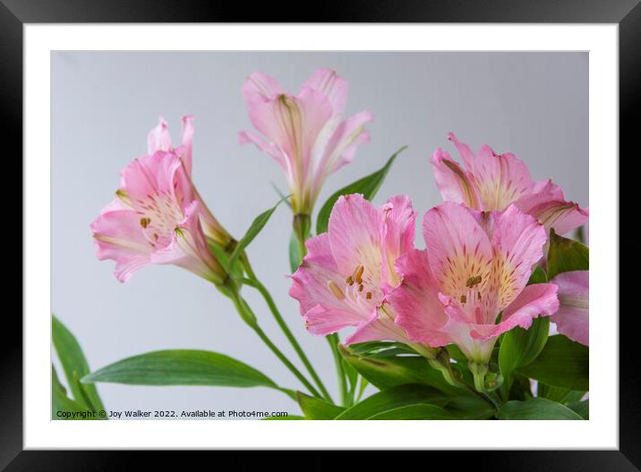 Pink Alstroemeria flowers Framed Mounted Print by Joy Walker