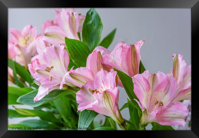 A bouquet of Pink Alstroemeria flowers Framed Print by Joy Walker