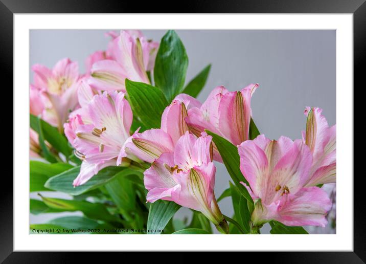 A bouquet of Pink Alstroemeria flowers Framed Mounted Print by Joy Walker