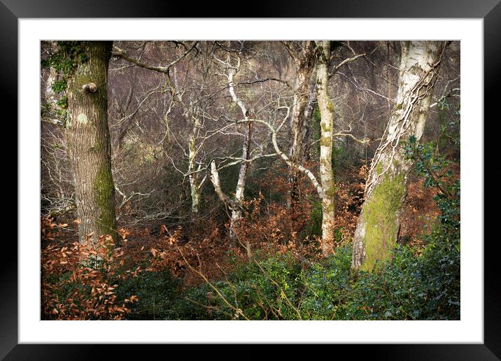 Silver birch trees Framed Mounted Print by Joy Walker