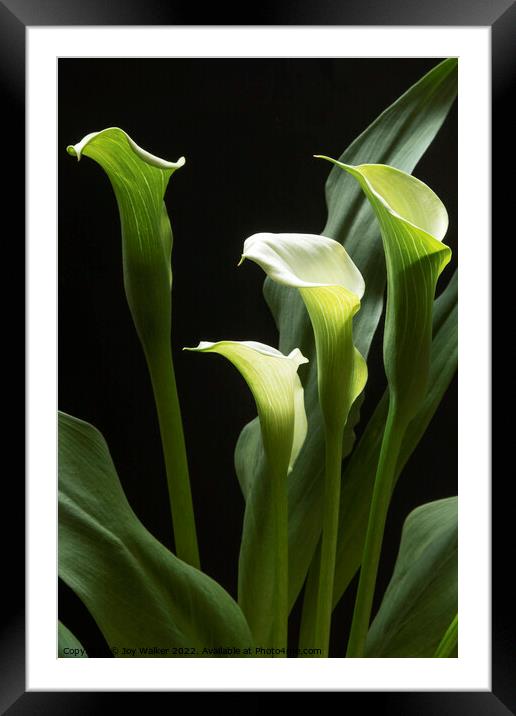 A beautiful white Peace Lily plant  Framed Mounted Print by Joy Walker