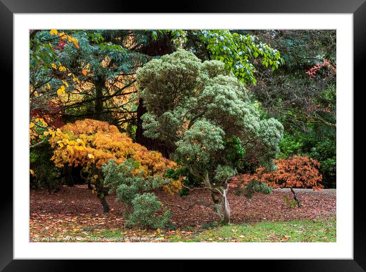 Autumn trees Framed Mounted Print by Joy Walker