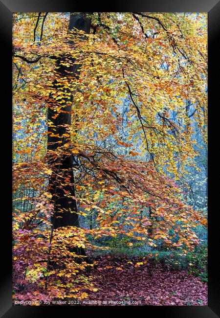 A mature Beech tree Framed Print by Joy Walker
