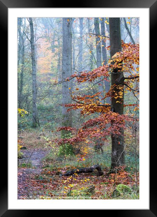 A foggy woodland Framed Mounted Print by Joy Walker