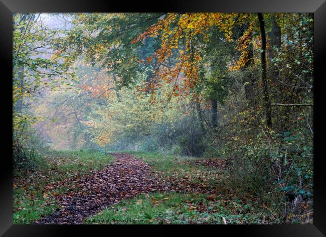 Woodland path Framed Print by Joy Walker