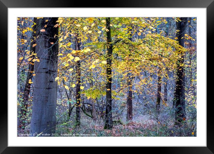 Autumn woodland Framed Mounted Print by Joy Walker