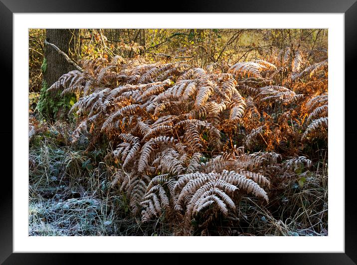 Frost covered ferns in the sunshine Framed Mounted Print by Joy Walker