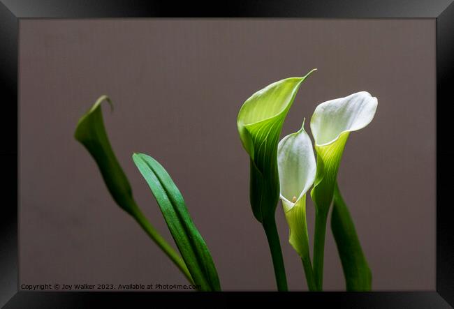 Plant leaves Framed Print by Joy Walker