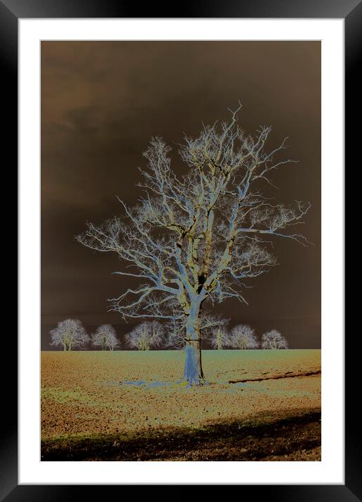 A tree in a field Framed Mounted Print by Joy Walker