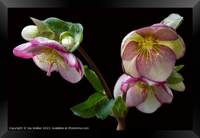 Flowering Hellebore with pink edges to the petals Framed Print by Joy Walker