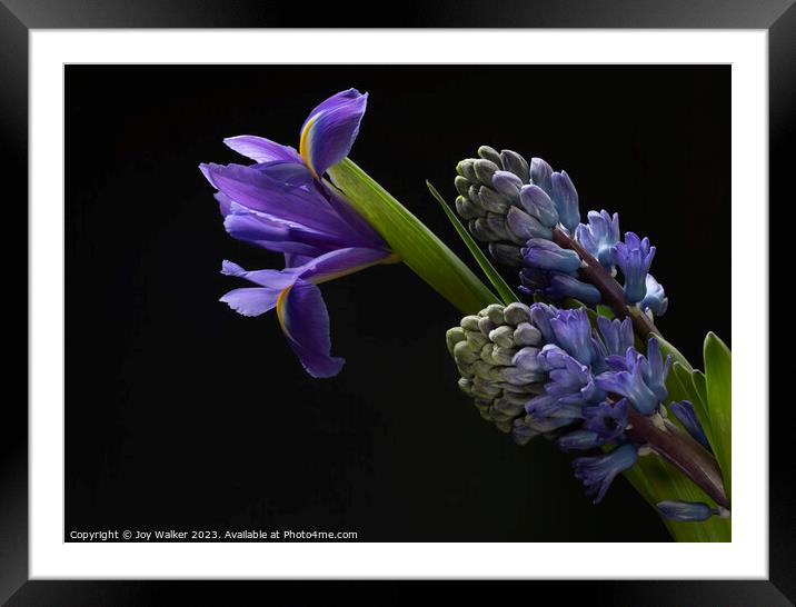 Iris and Hyacinth flowers  Framed Mounted Print by Joy Walker