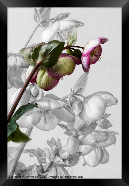 Hellebore Blooms Framed Print by Joy Walker